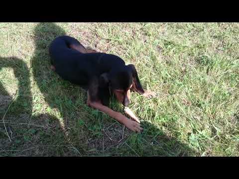 download lagu mp3 mp4 Brio Gelato, download lagu Brio Gelato gratis, unduh video klip Brio Gelato