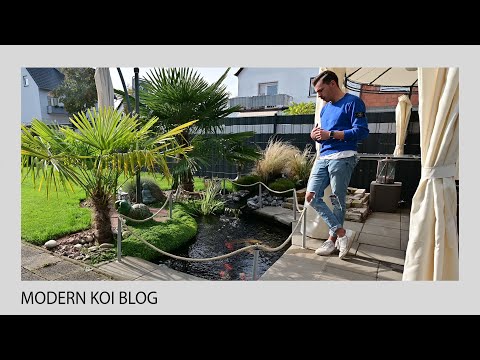 Modern Koi Blog #4910 - Marvin's beautiful 4,000 liter mini koi pond