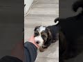Mini Bernedoodle dogs for sale: Ace - Video 1
