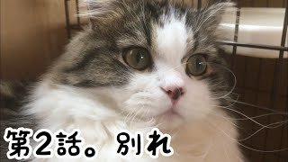 [猫さんずラブ。ぷんたん編]第2話。別れ