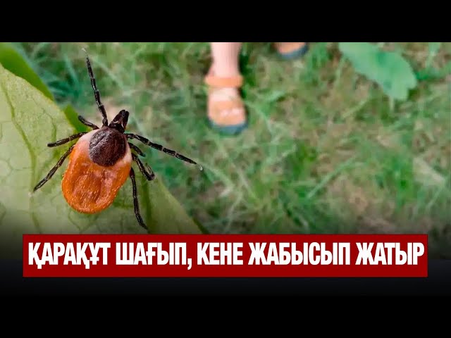 Улы жәндіктер қаптады