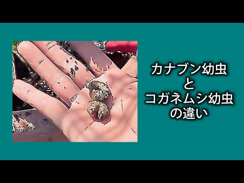 カブトムシとコガネムシの幼虫の見分け方は？両者の 5 つの違い + 写真とビデオ  庭園