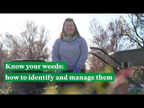 Know your weeds: how to identify and manage them | The RHS