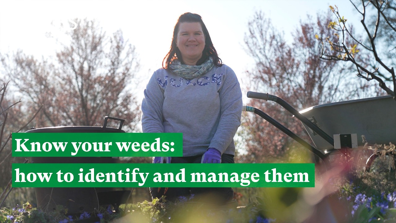 Know your weeds: how to identify and manage them | The RHS