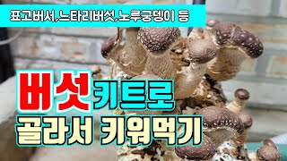 집에서 표고버섯 키우기(배지재배)/표고버섯재배 느타리버섯,노루궁뎅이버섯등 다양한 버섯키트가 있어요
