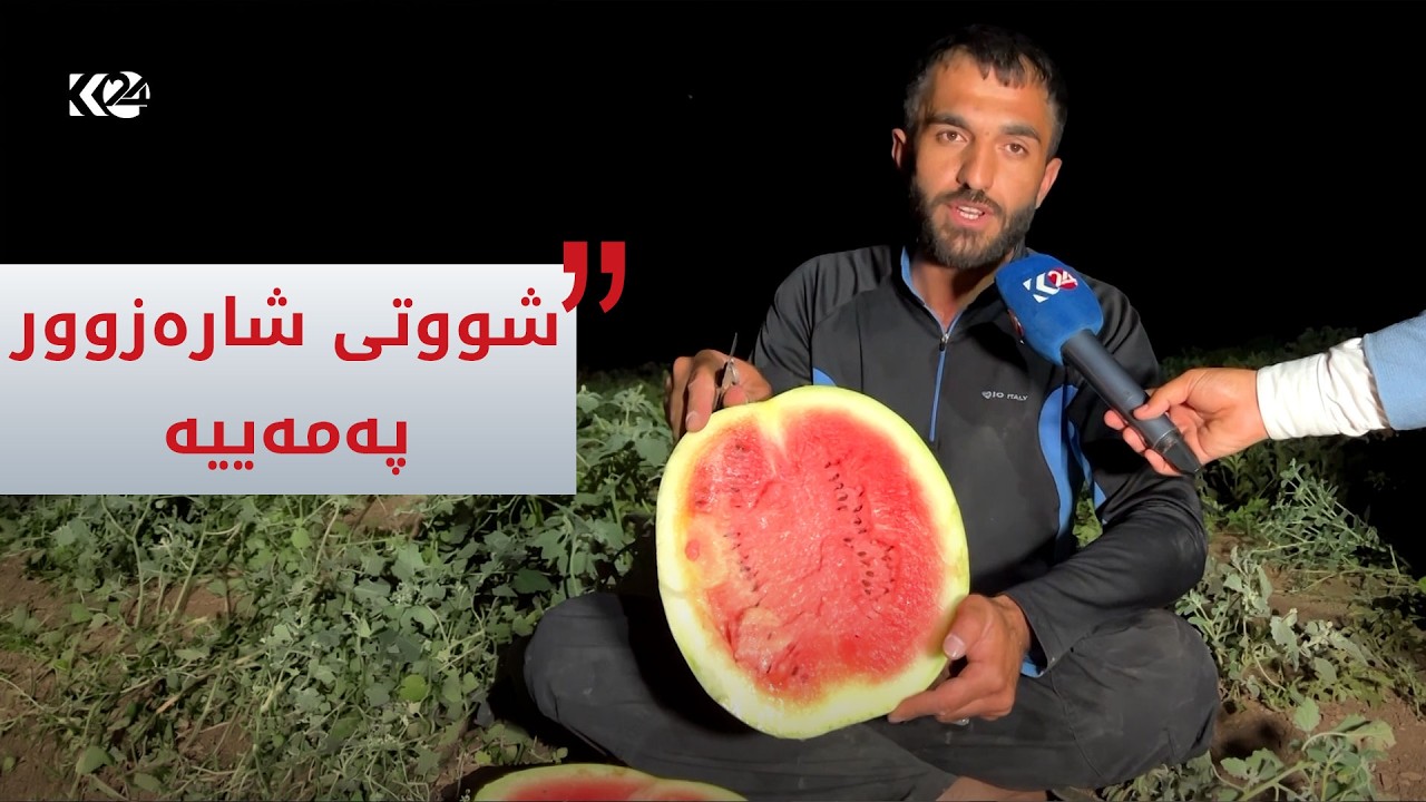 ڤیدیۆ | وەرزی پیگەیشتنی شووتی لە دەشتی شارەزوور دەستیپێكردووە