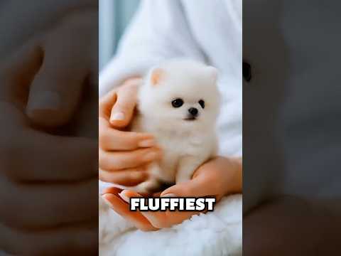 ¡Conoce a los 4 perritos más peludos del mundo! 🐶☁️ | ¡Los cachorros más lindos del mundo! #perro...