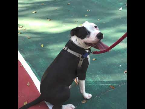 Arnés Frontal para Perros