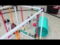 Miniature Poodle dogs for sale: Candy - Video 1