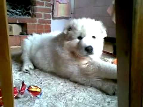 Eros... Eros ja Aziza - Caucasian Ovcharka