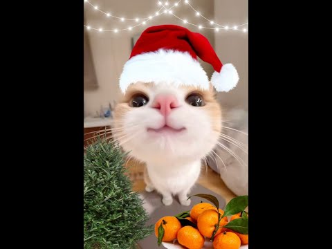 😺 Cats are hooligans! 🐈 Funny cat and kitten videos to lift your spirits! 😻