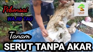 Download lagu BONSAI SERUT - POTONGAN TANPA AKAR mp3
