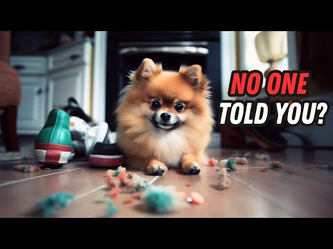 Things NO ONE tells you about owning a Pomeranian