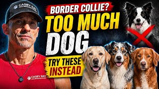 5 Dogs Better Than a Border Collie (For Most Owners)