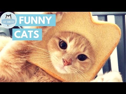These Cats Will Make You Laugh!