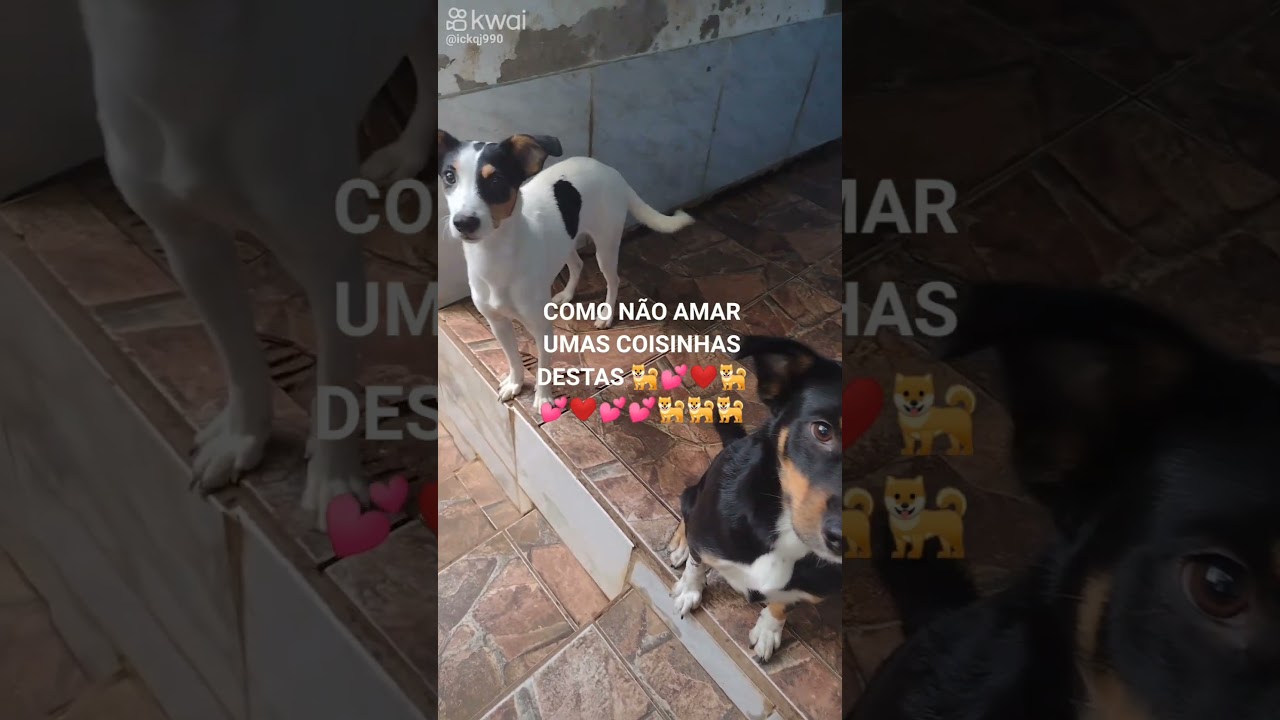 BOA NOITE AMIGOS DOS ANIMAIS ❤️🐕💕🐕