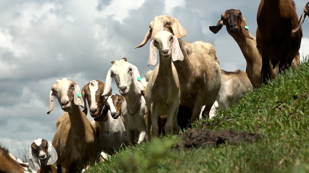 Agro Saúde e Cooperação - Caprinocultura de SC