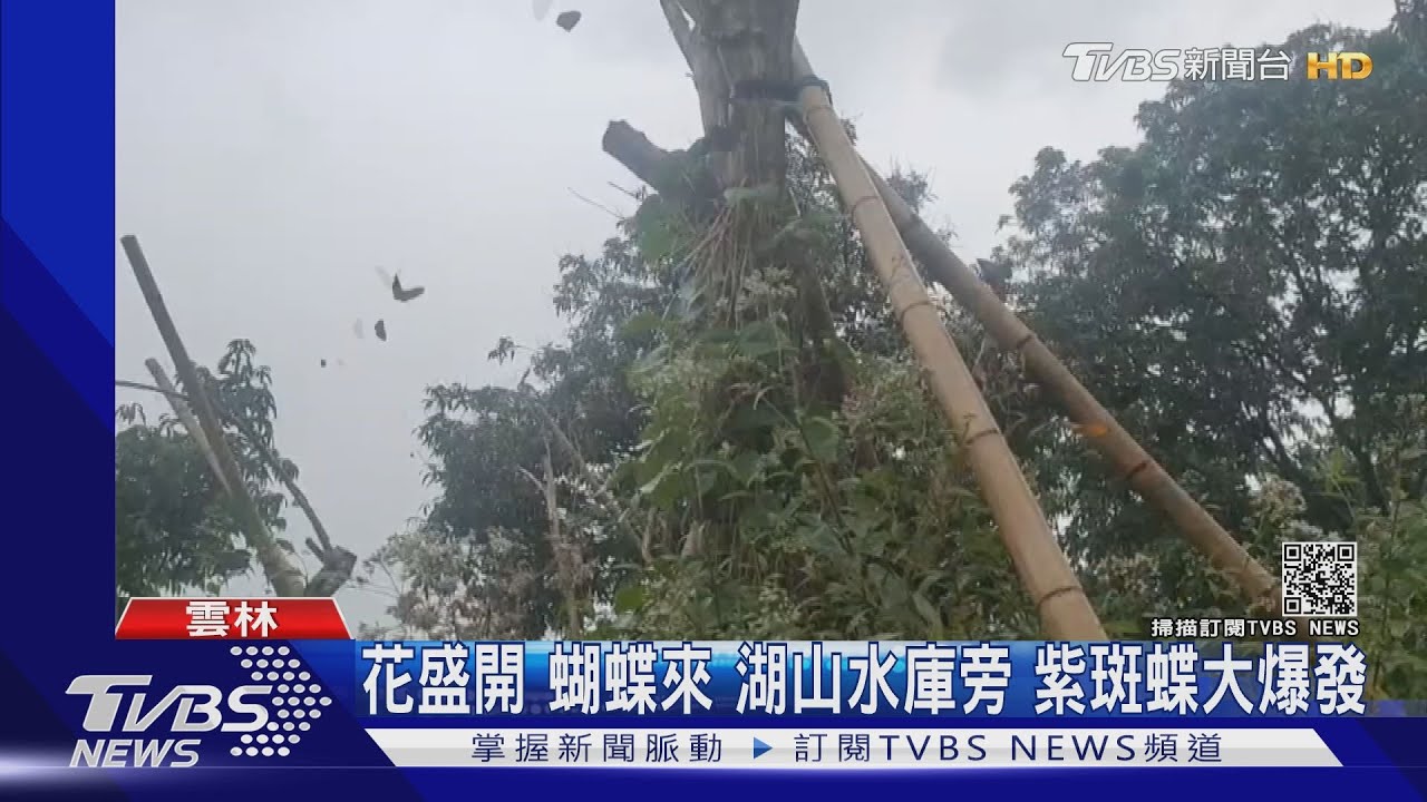 花盛開蝴蝶來!湖山水庫旁 紫斑蝶大爆發