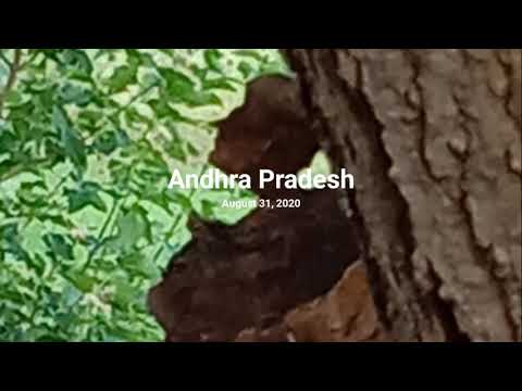 Beautiful video in nature