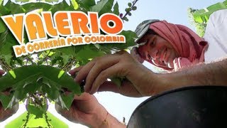 Valerio de correría por Colombia: En el cafetal - Testigo Directo HD