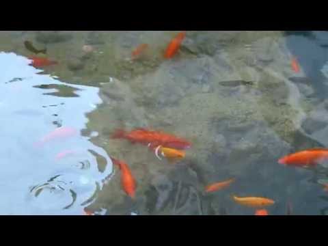 A goldfish pond at the foot of the Palatine Hill in Ancient Rome