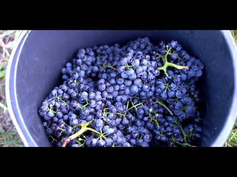 Jaroslav Osička - The Harvest: A time of renewal and the natural cycle