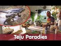 Teju Paradies Bei Andy DIY Zimmerterrarium