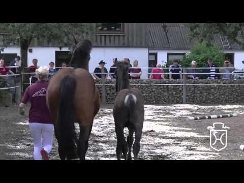 SL006 Hengstfohlen von Livello   Loran   Claudio's Son