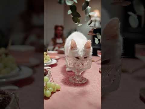 a cat licking the crystal glass on top of the table #Shorts