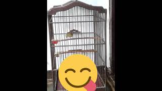 Download lagu pleci gacor di pancing suara siulan mp3 Download lagu pleci gacor di pancing suara siulan mp3