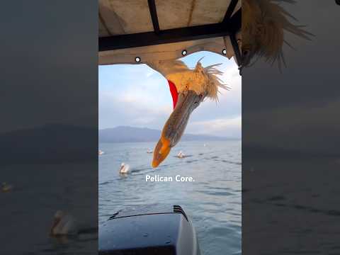 Pelican Core #animalshorts #animals #cute #funnyanimals #pelicans