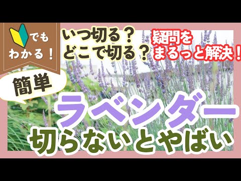 2023年の冬の終わりにラベンダーを剪定する