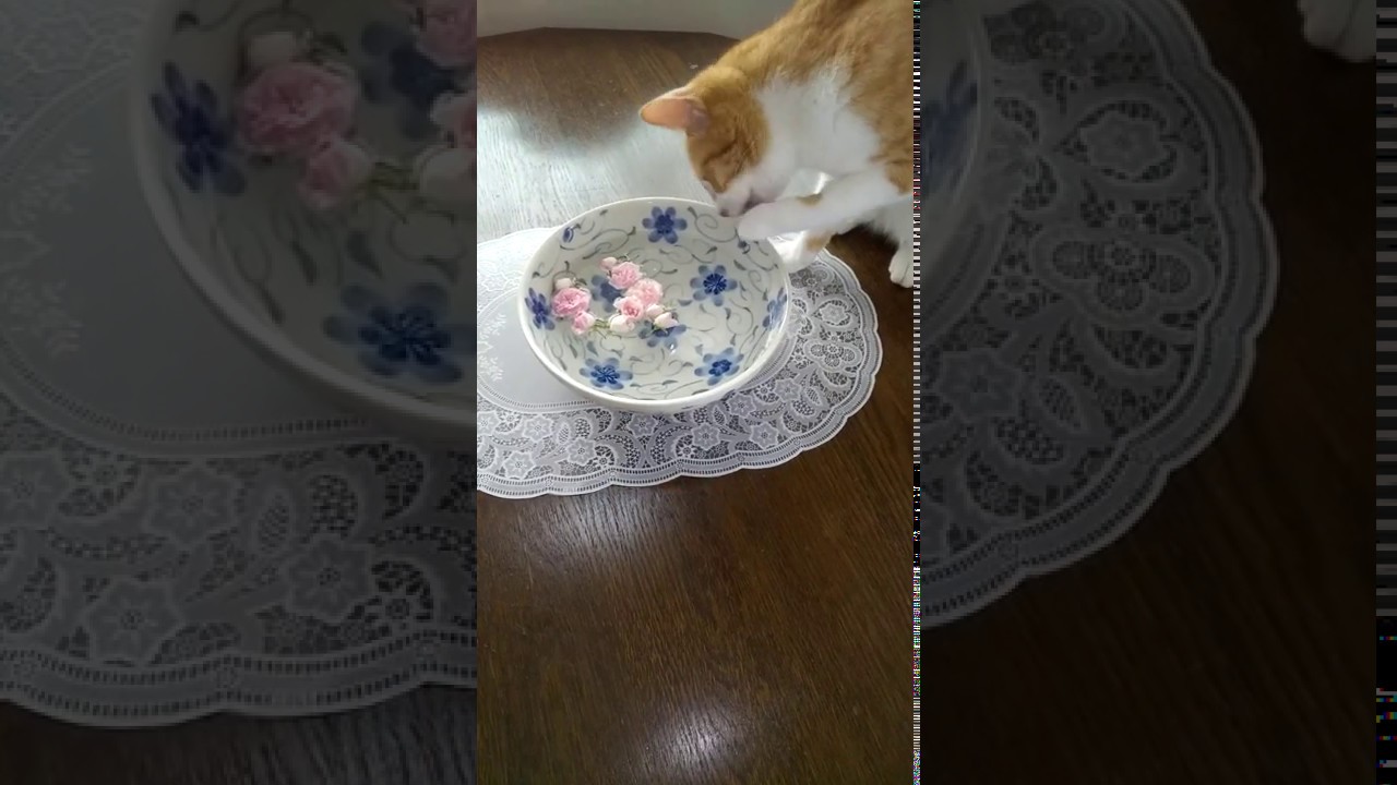 今日もご機嫌なすず😺【すずとコテツ】