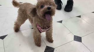 トイプードルの動画02