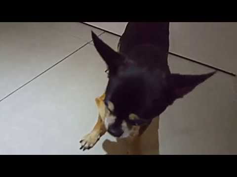 don't touch chihuahua Dog  ( DIABLO ) when he's eating ,  Angry Chiwahwah Dog ,  chihuahua barking