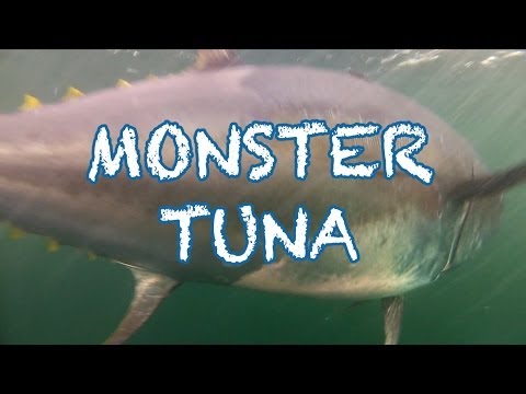 MONSTER TUNA - 1000 pound Giant Bluefin caught in record time in PEI - Cool Underwater Shots