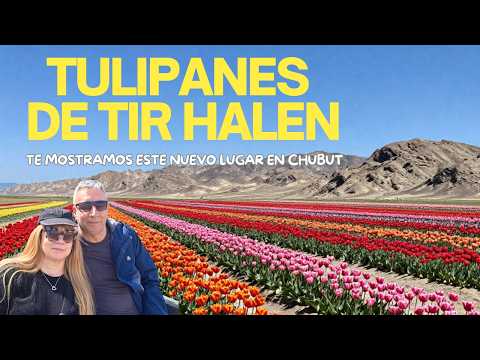 TULIPANES DE TIR HALEN el nuevo lugar para visitar en Chubut I El pueblo 28 de Julio sus alrededores