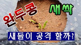 [텃밭농부.948]  완두콩 새싹이 올라 올 때 보호를 해야 하나?  #완두콩재배