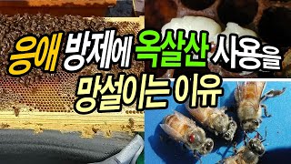 꿀벌의 응애 방제에 옥살산 사용을 망설이는 이유