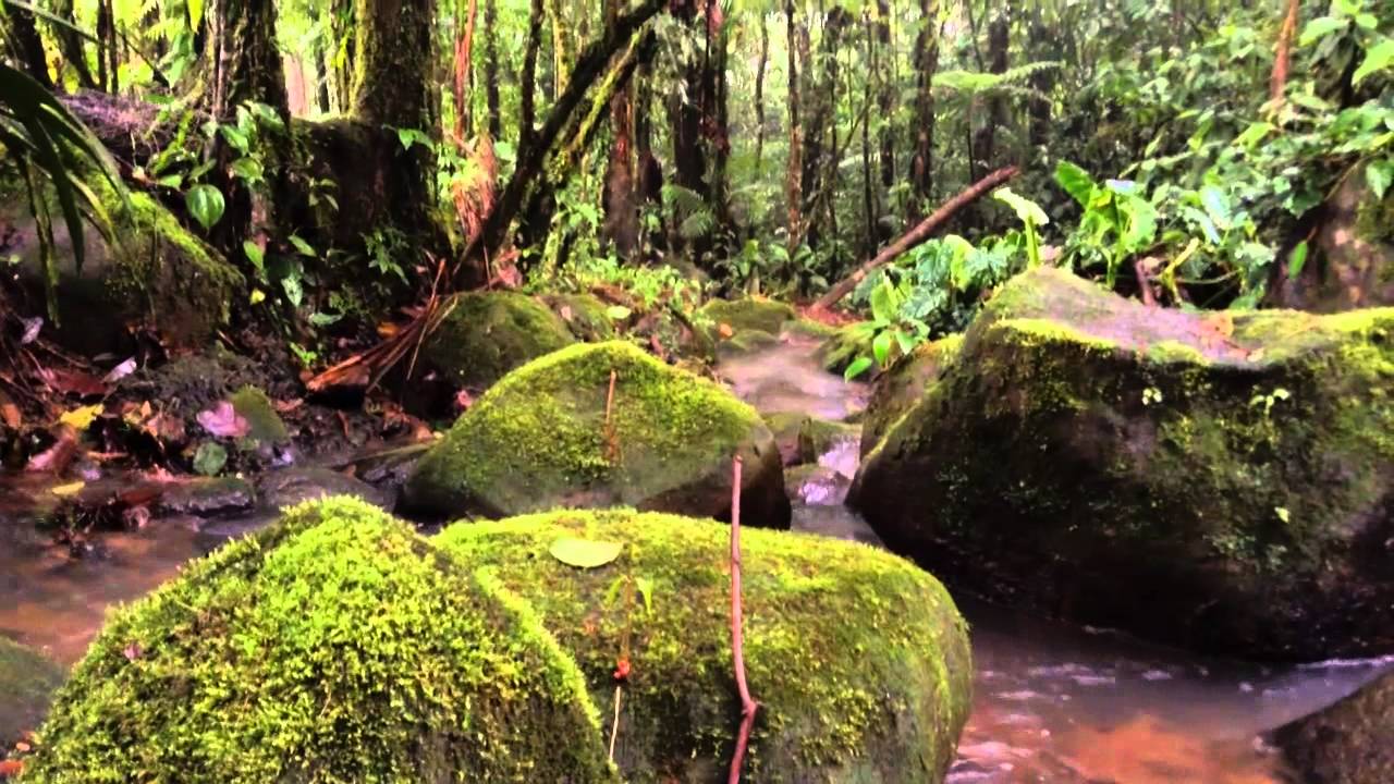 Musgos:  características morfológicas y funcionales y su microambiente