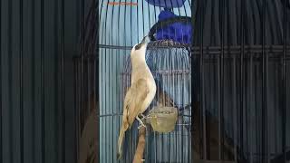 Download lagu trucukan nguplik tes mental mp3 Download lagu trucukan nguplik tes mental mp3