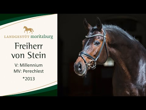 FREIHERR VON STEIN v. Millennium - Perechlest