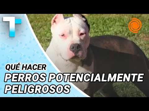 Tres ATAQUES de PERROS en dos días en Córdoba: las causas de la agresividad y qué hacer si ocurre
