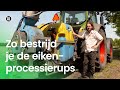 Kun je de eikenprocessierups bestrijden?