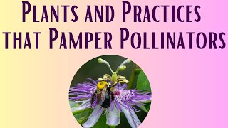 Plants and Practices that Pamper Pollinators
