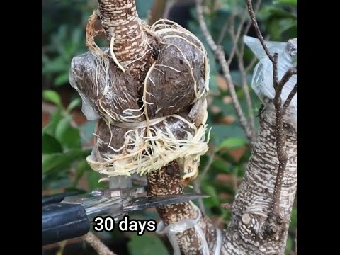 , title : 'Rooting plant in 30 days short'