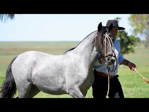 Lote 9 - Basca Higuera