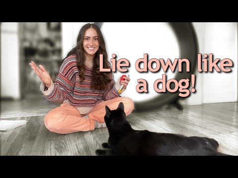 Teach Your Cat to Lie Down