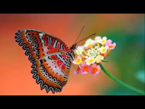 Áine Minogue - The Butterfly