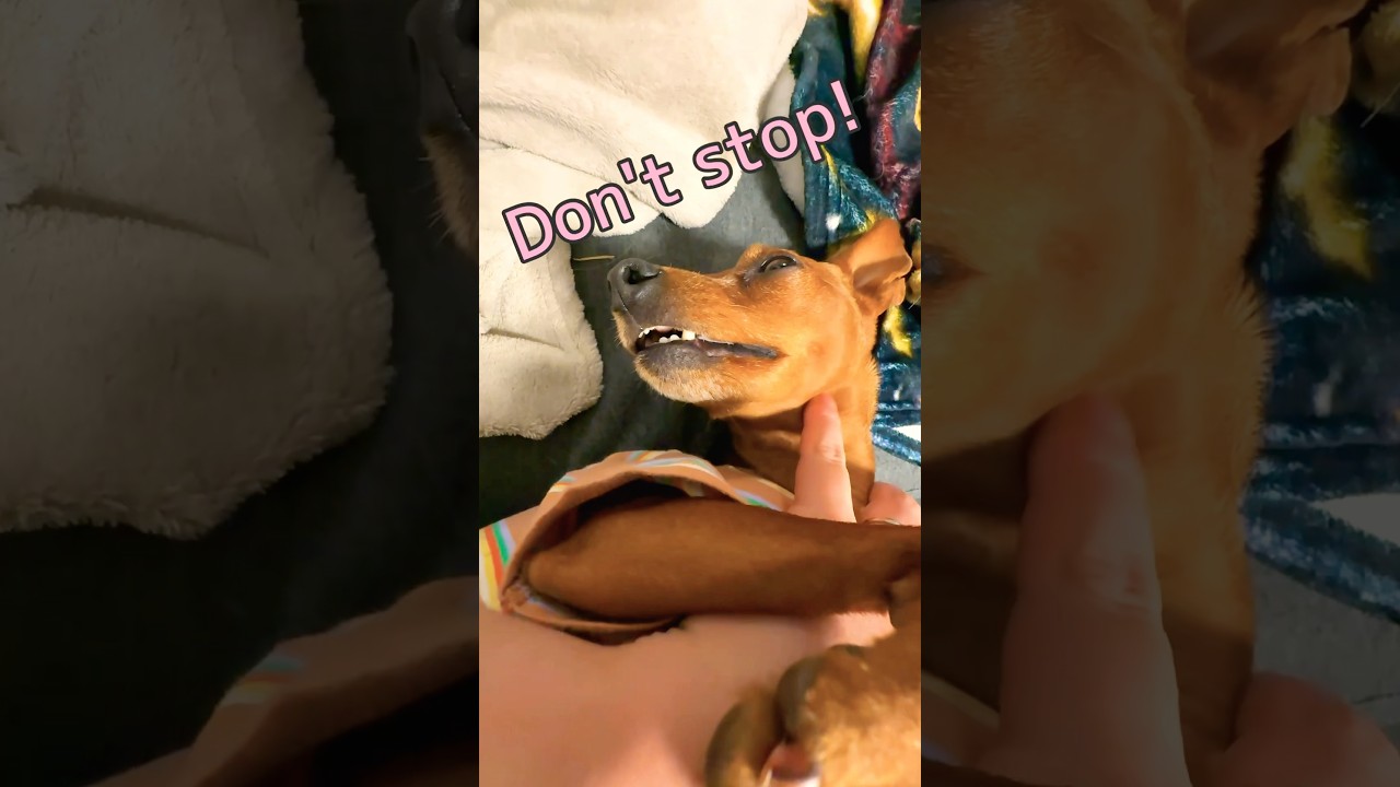 Nutella’s Adorable Reaction to Being Petted! #MiniaturePinscher #minipin #greedy #shorts